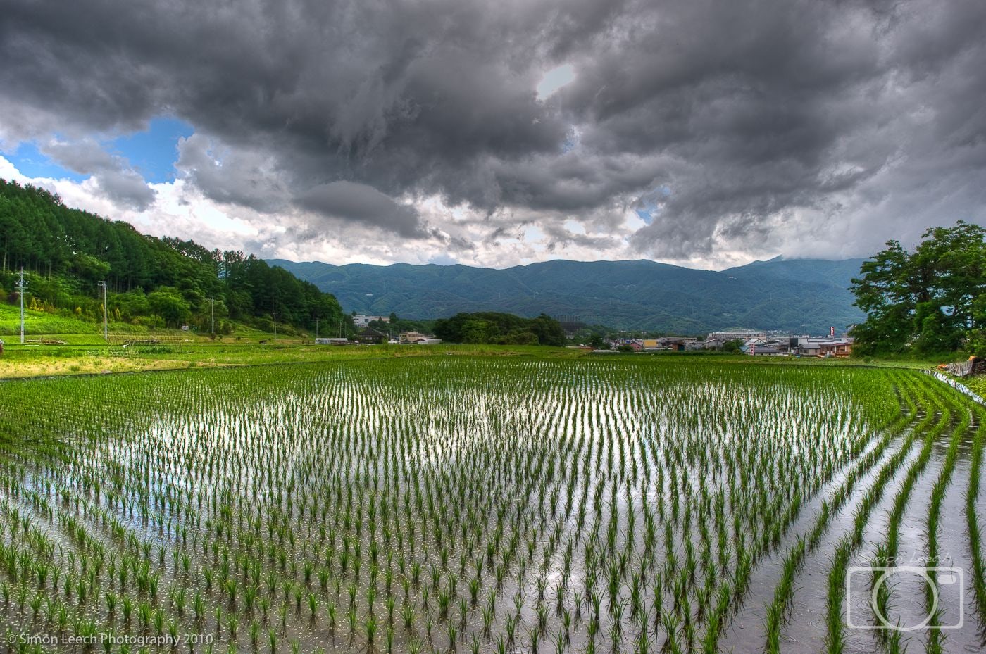 Rice field