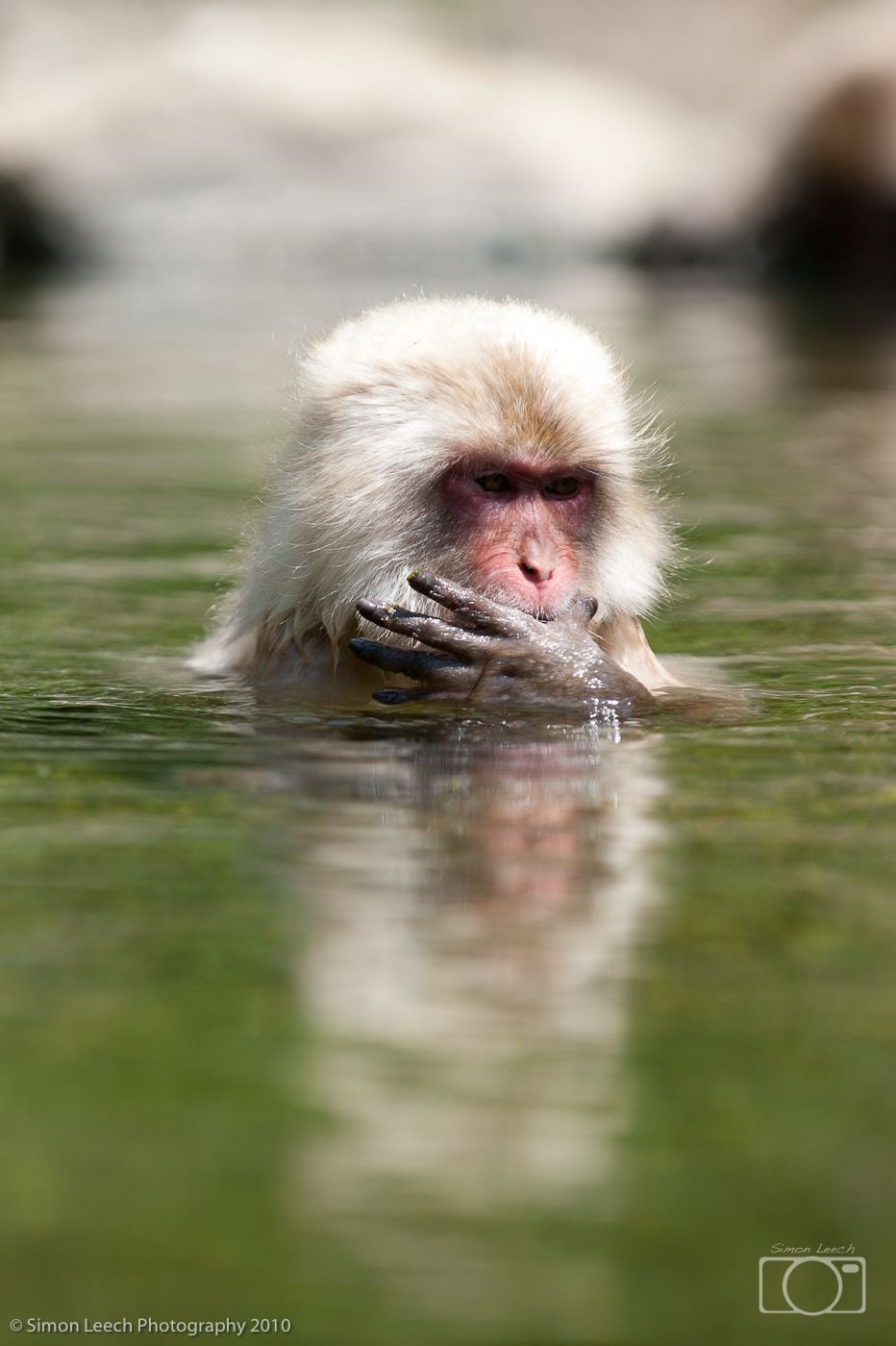 Japanese snow monkey