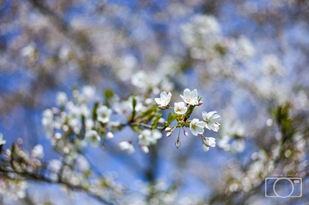 Cherry blossoms