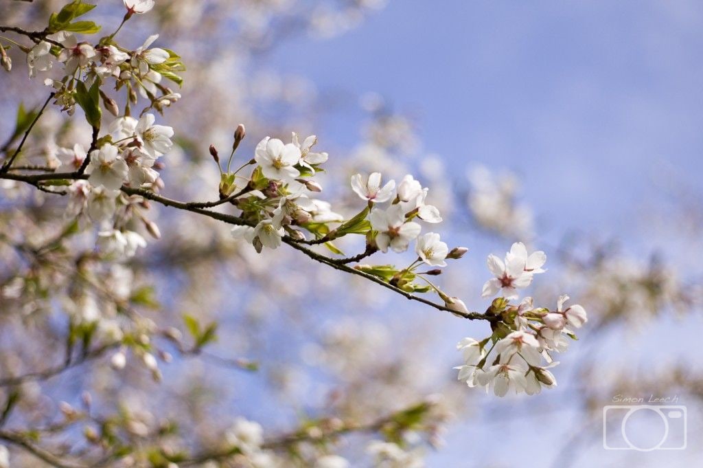 Cherry Blossoms