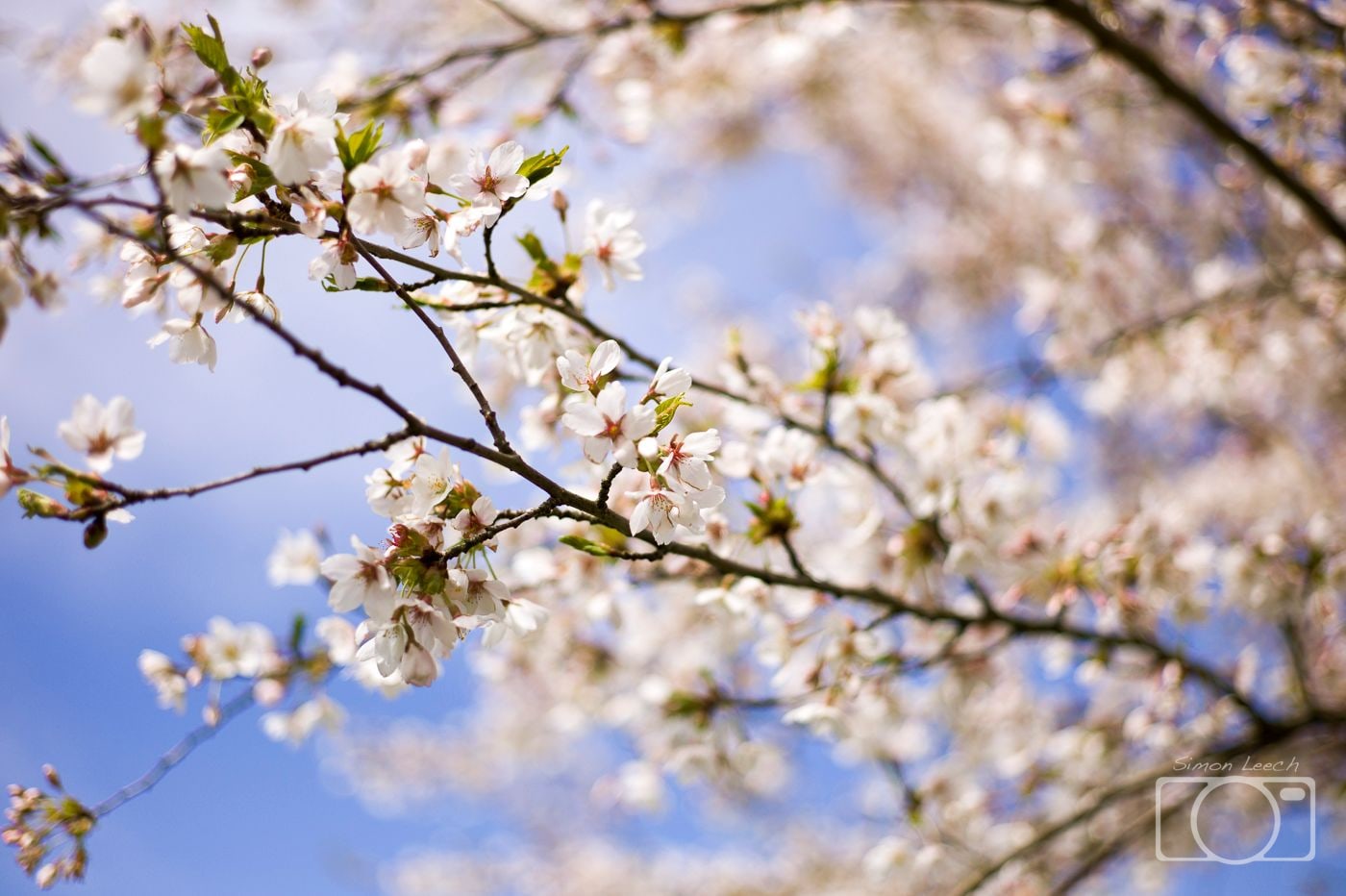 Amsterdamse Bos, Spring 2013 (6)