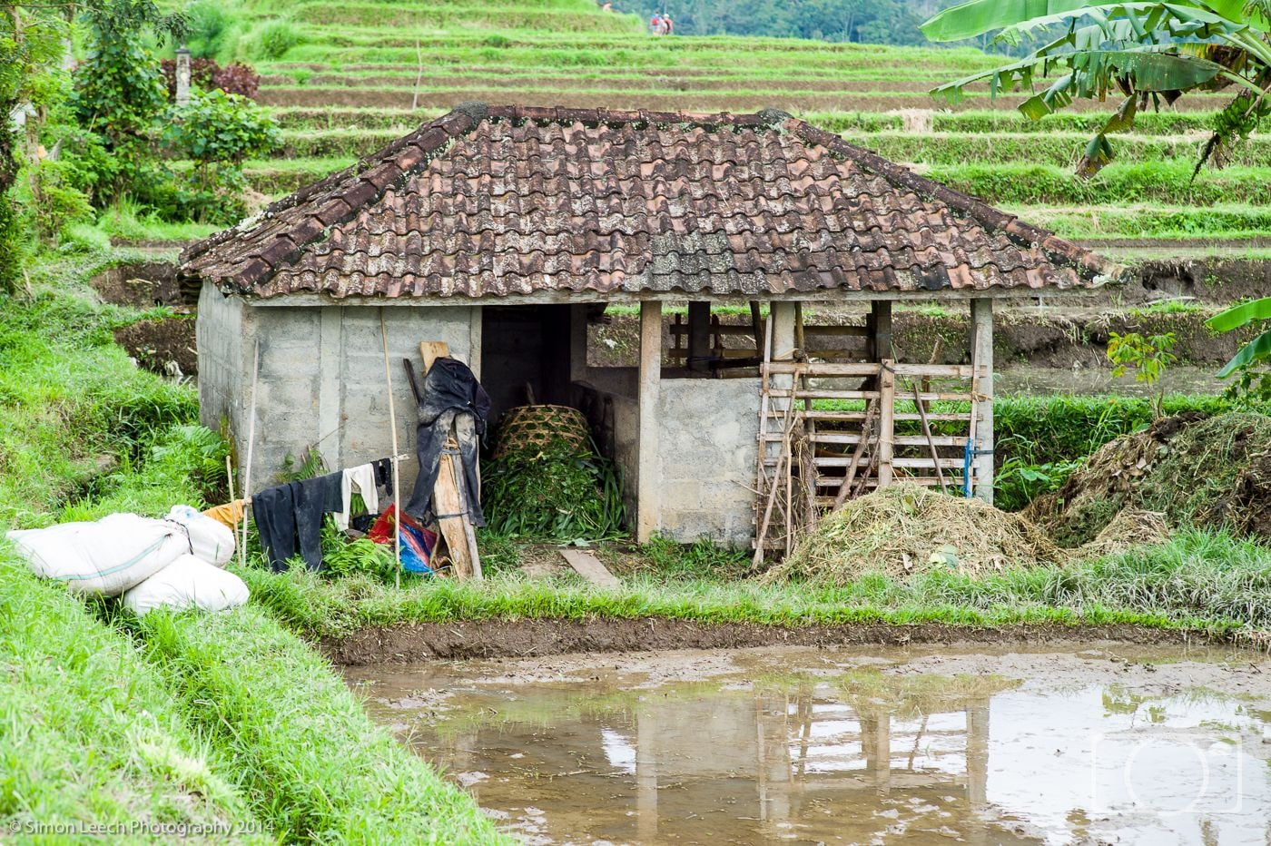 Jatiluwih Rice Fields, Bali: July 2014 (8)