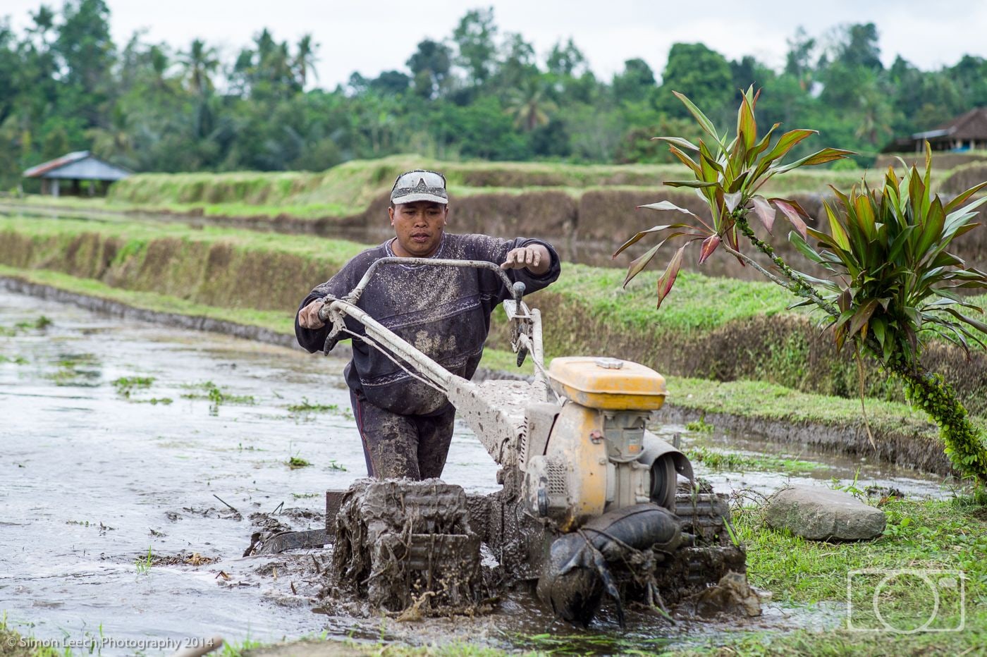 Jatiluwih Rice Fields, Bali: July 2014 (7)