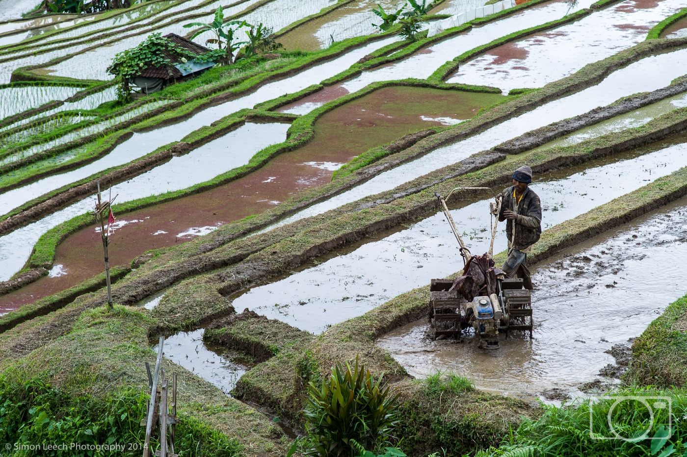Jatiluwih Rice Fields, Bali: July 2014 (6)
