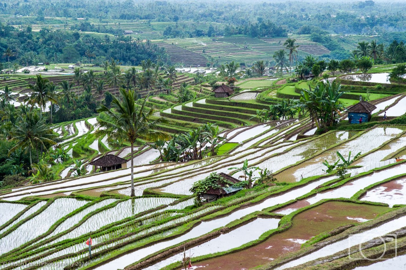 Jatiluwih Rice Fields, Bali: July 2014 (4)