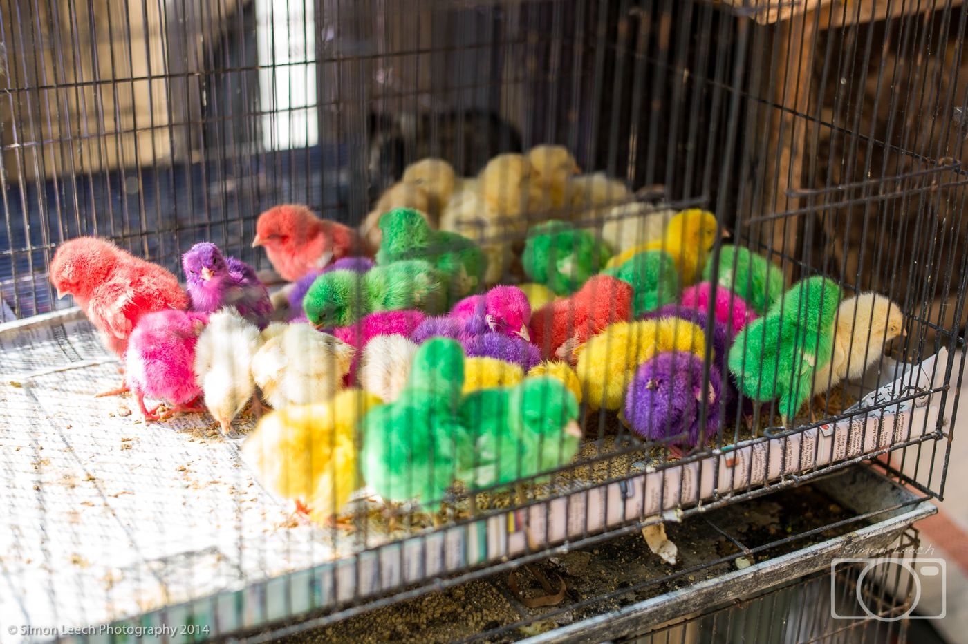 Denpasar Badung Burung (Bird Market), Bali: July 2014 (5)