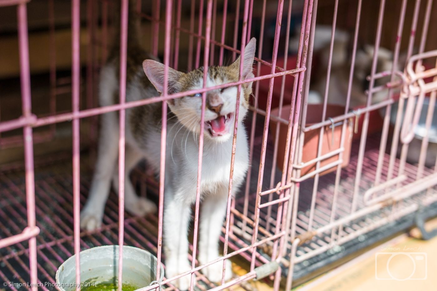Denpasar Badung Burung (Bird Market), Bali: July 2014 (4)
