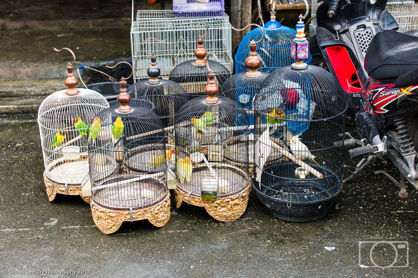 Denpasar Badung Burung (Bird Market), Bali: July 2014 (7)