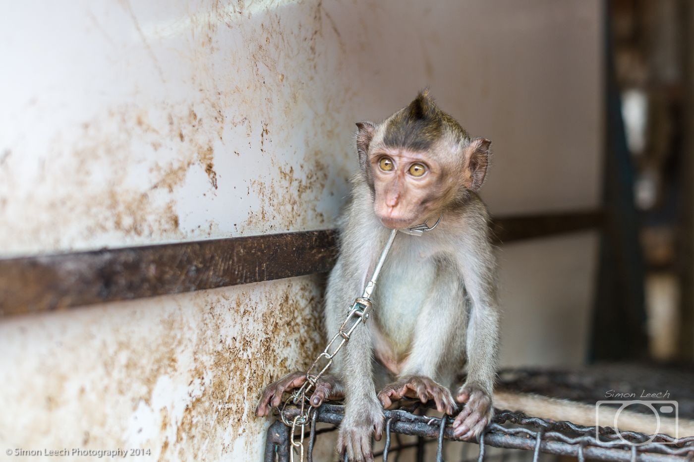 Denpasar Badung Burung (Bird Market), Bali: July 2014 (3)