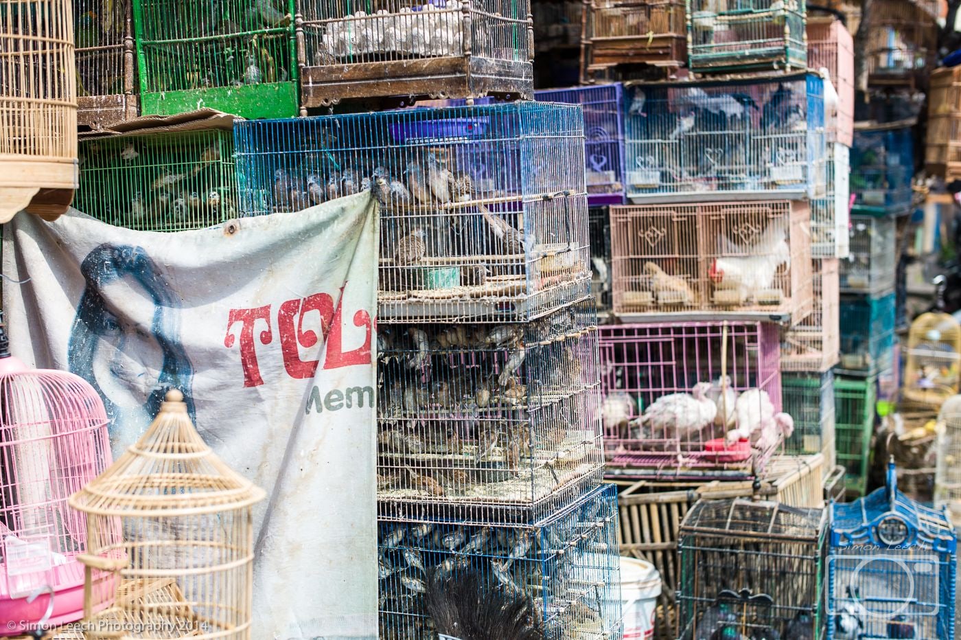 Denpasar Badung Burung (Bird Market), Bali: July 2014 (9)