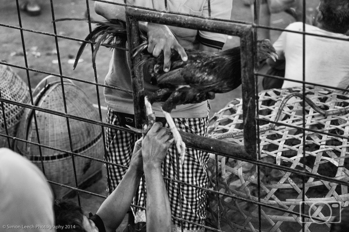 Tajen - Cockfighting in Bali: July 2014 (8)