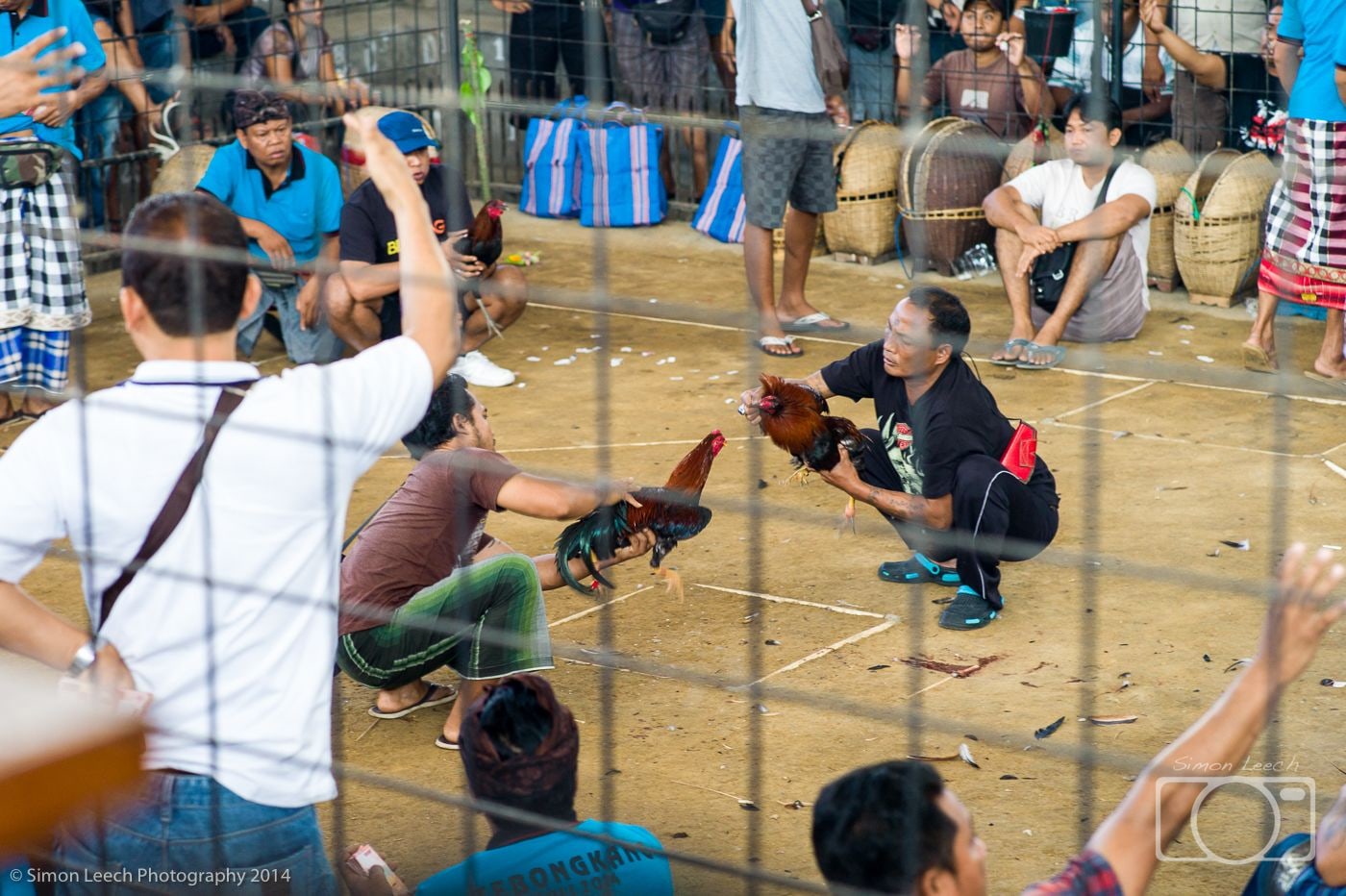 Tajen - Cockfighting in Bali: July 2014 (9)