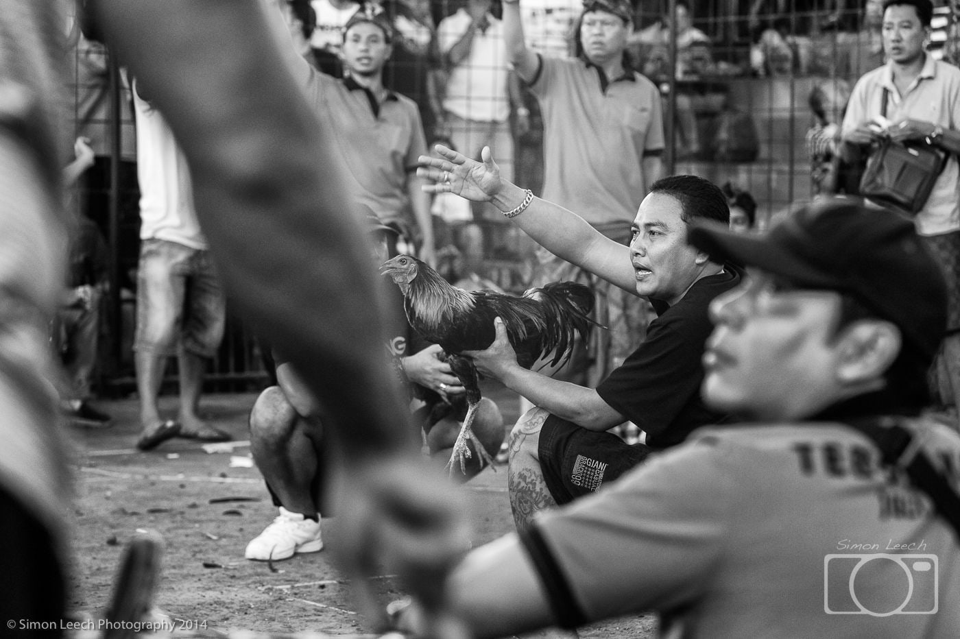 Tajen - Cockfighting in Bali: July 2014 (2)