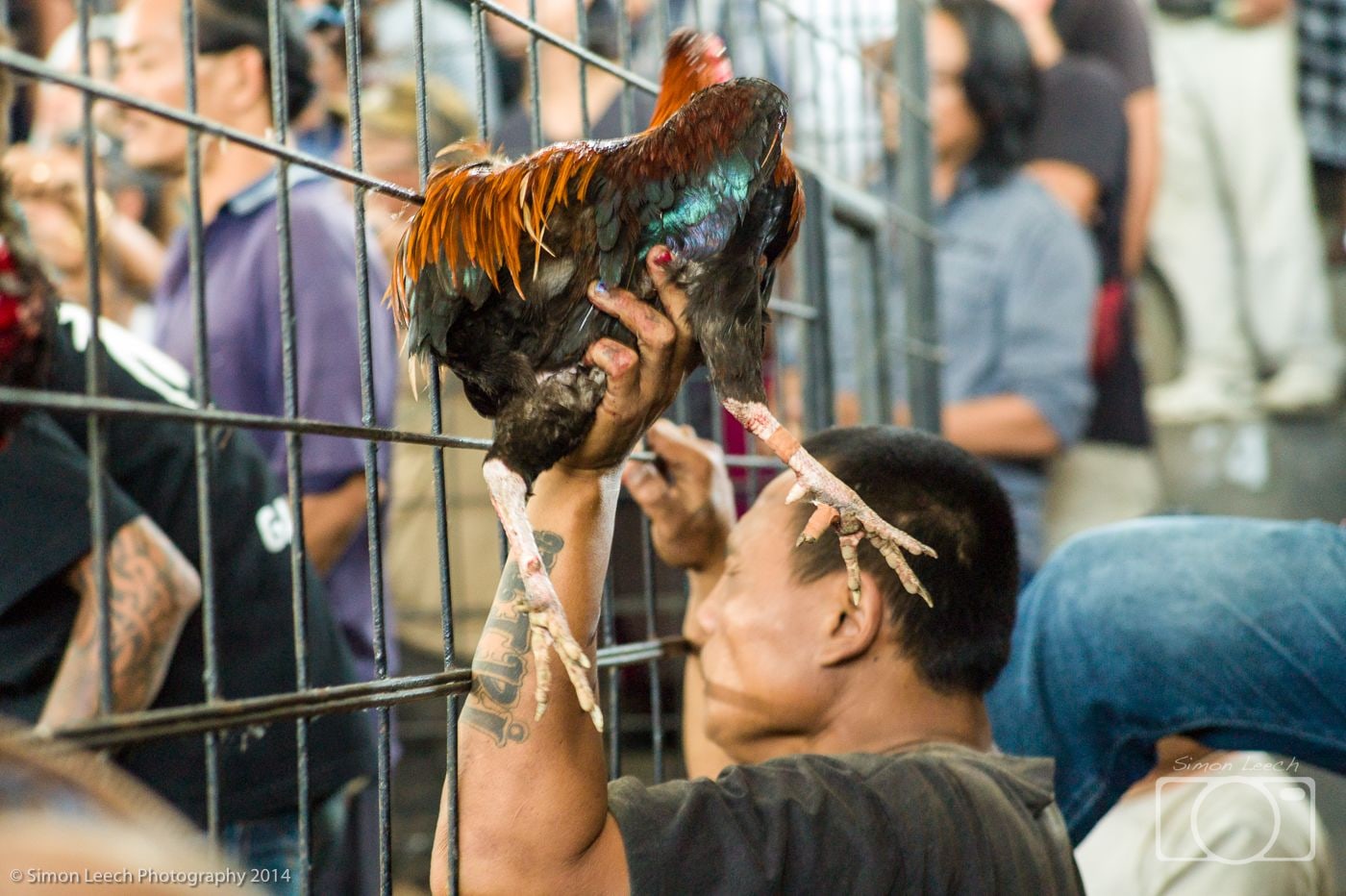 Balinese cock fighting